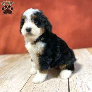 Rose, Mini Bernedoodle Puppy